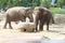 Group of African elephants gather around a tranquil pond on a sunny day