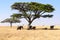 A group of African elephants Loxodonta africana crossing the Serengeti savanna with umbrella acacias, Serengeti National Park,