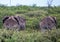 Group of African Elephants in the Nxai Pan National Park in Botswana
