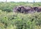 Group of African Elephants in the Nxai Pan National Park in Botswana