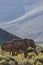 Group of African elephants standing atop a grassy hillside, illuminated by the bright sun.