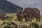 Group of African elephants standing atop a grassy hillside, illuminated by the bright sun.