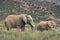 Group of African elephants standing on a lush green hillside.