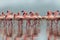 Group of African red flamingo birds and their reflection on clear water. Walvis bay, Namibia, Africa