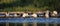 Group of African sacred ibis in the water Threskiornis aethiopicus, Crema, Italy