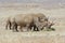 Group of African white rhinos