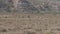 The Group Of African Zebras And Warthogs Grazing On Dry Grass On A Hot Ground.