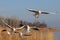 A group of aggressive, hungry seagulls flying over water in the air, hunting for food. Color nature photo.