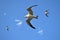 The group of Albatrosses / shearwaters or