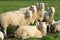 Group of alert sheep looking at camera