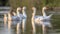 Group of alert white geese