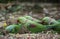 Group of Alexandrine Parakeet parrots searching for food