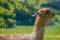 Group of Alpaca, Alpaka, Lama Having Bath