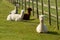 Group of Alpaca by diagonal fence in field resting lying down brown and white