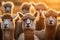 Group of alpaca in a farm sunset light. Generative AI