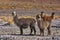 Group of alpacas