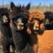 Group of alpacas in the countryside, Alpaca farm.