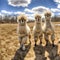 Group of alpacas in the countryside, Alpaca farm.