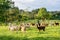 A group of alpacas in a farm