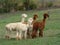 Group of Alpacas in a green pasture