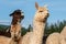 A group of alpacas looking alert