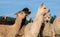 A group of alpacas looking alert