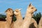 A group of alpacas looking alert
