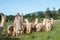 A group of alpacas looking being herded out to pasture