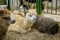 Group of alpacas lying at agricultural animal exhibition