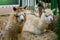 Group of alpacas lying at agricultural animal exhibition