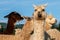Group of alpacas outside in a pasture