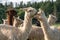 A group of alpacas walking to a pasture