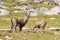 Group of alpine ibex