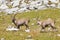 Group of alpine ibex