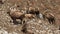 Group of alpine ibex on snowfield in spring season which camouflage itself with the dirty snow of debris