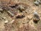 Group of alpine ibex on snowfield in spring season which camouflage itself with the dirty snow of debris. Italy, Orobie Alps