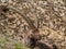 Group of alpine ibex on snowfield in spring season which camouflage itself with the dirty snow of debris. Italy, Orobie Alps