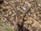 Group of alpine ibex on snowfield in spring season which camouflage itself with the dirty snow of debris. Italy, Orobie Alps