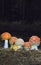 Group of Amanita muscaria, a cosmopolitan mushroom native to conifer forests