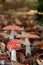 Group of Amanita Muscaria mushrooms, with its characteristic white spots on the hat and its intense red color.