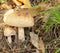 Group of Amanita Rubescens fungi in wild mountain