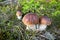 Group of amazing edible mushrooms boletus edulis known as penny bun in summer forest