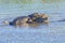 Group Of American Alligators Clustered Together