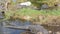 Group of American alligators at Everglades National park in Florida