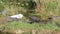 Group of American alligators at Everglades National park in Florida