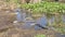 Group of American alligators at Everglades National park in Florida