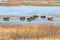 Group Of American Bisons In Wetlands