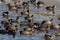Group of American Coots