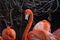 Group of American Flamingoes