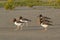 A group of American oystercatchers (Haematopus palliatus) on a beach at sunset.